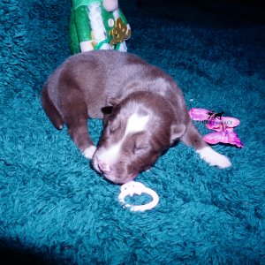 Siberian Husky Puppies For Sale