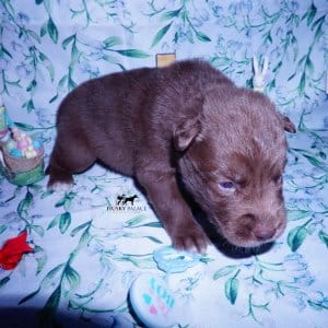 Siberian Husky Puppies For Sale