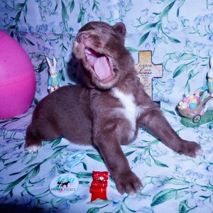 Siberian Husky Puppies For Sale