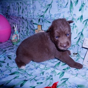 Siberian Husky Puppies For Sale