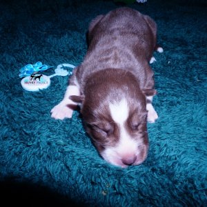 Siberian Husky Puppies For Sale