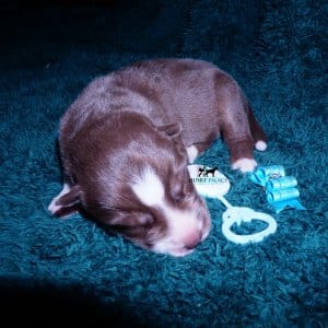 Siberian Husky Puppies For Sale