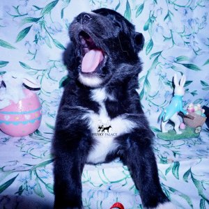 Siberian Husky Puppies For Sale