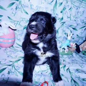Siberian Husky Puppies For Sale