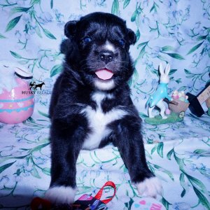 Siberian Husky Puppies For Sale
