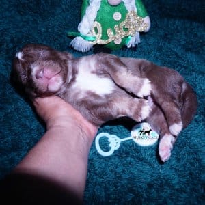 Siberian Husky Puppies For Sale