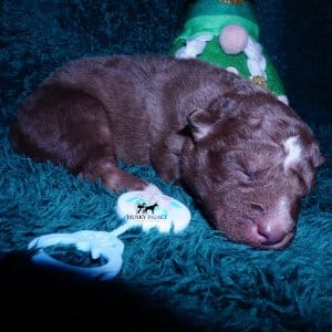 Siberian Husky Puppies For Sale