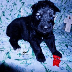 Siberian Husky Puppies For Sale
