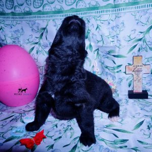 Siberian Husky Puppies For Sale