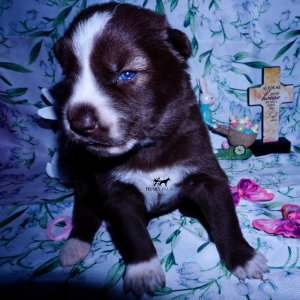 Siberian Husky Puppies For Sale