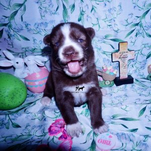 Siberian Husky Puppies For Sale