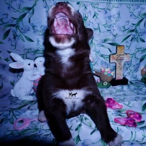 Siberian Husky Puppies For Sale
