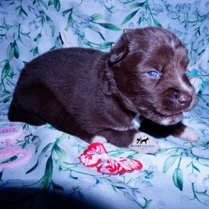 Siberian Husky Puppies For Sale