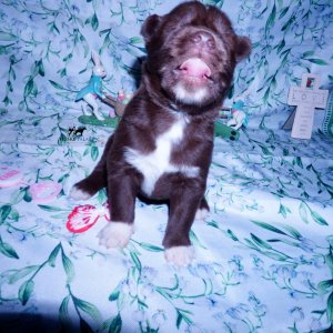 Siberian Husky Puppies For Sale
