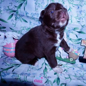 Siberian Husky Puppies For Sale