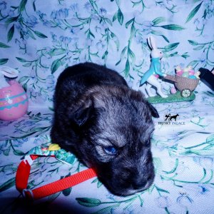 Siberian Husky Puppies For Sale