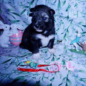 Siberian Husky Puppies For Sale