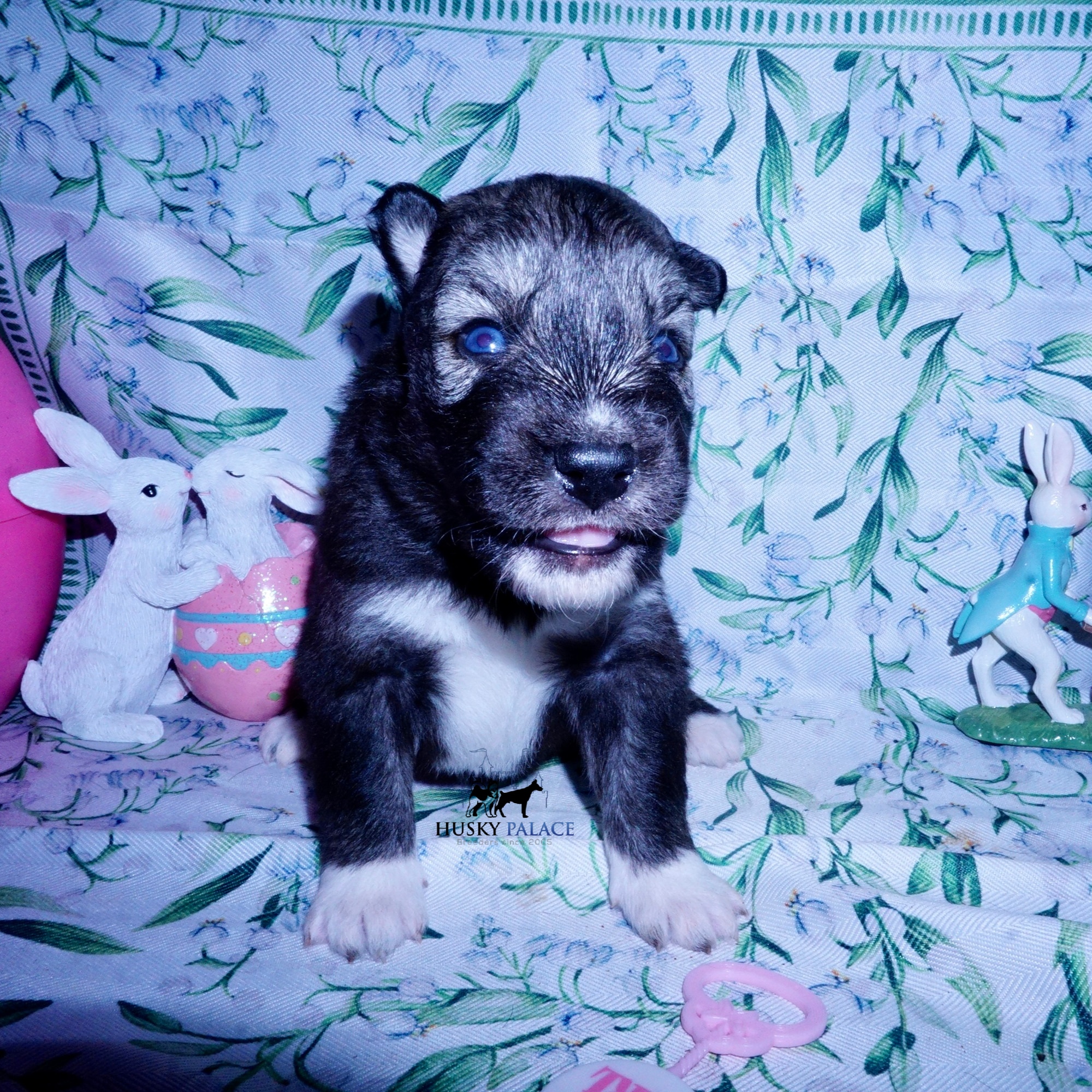 Siberian Husky Puppies For Sale