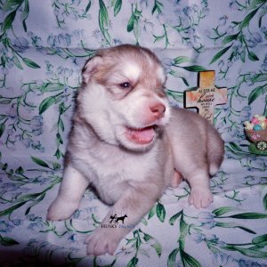 Siberian Husky Puppies For Sale