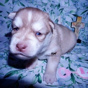 Siberian Husky Puppies For Sale