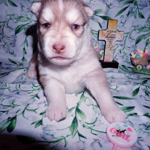 Siberian Husky Puppies For Sale