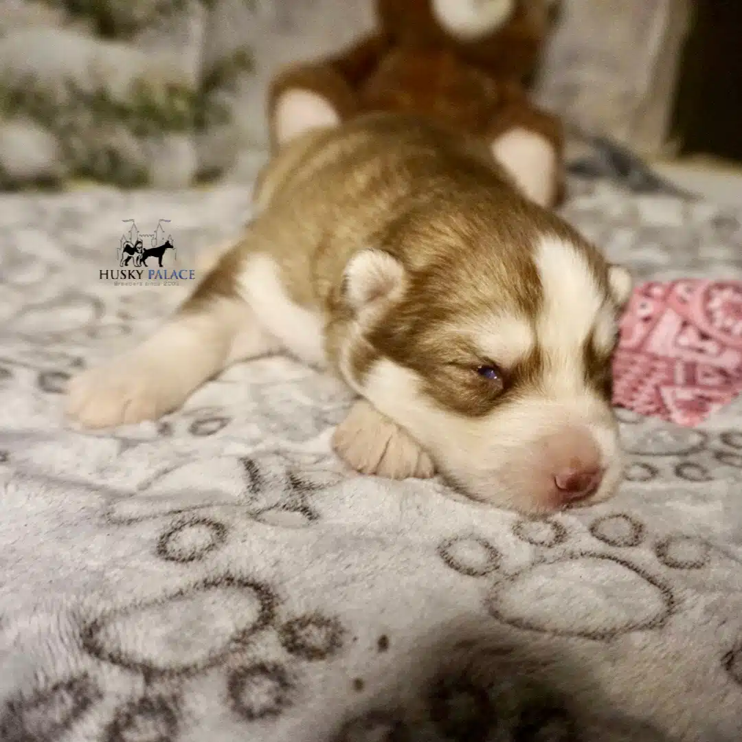 Siberian Husky Puppies In NC