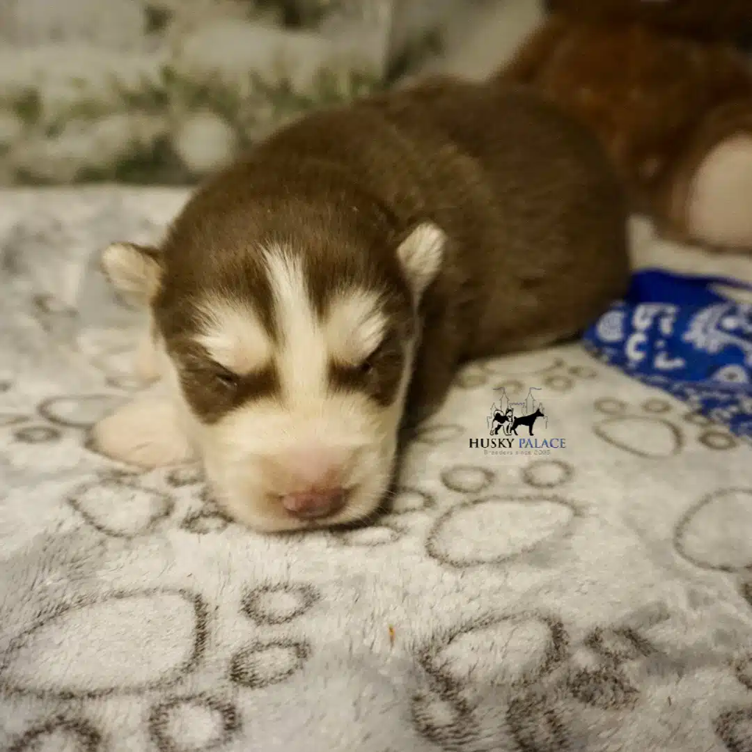 Siberian Husky Puppies In NC