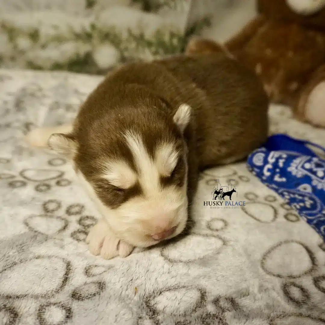 Siberian Husky Puppies In NC