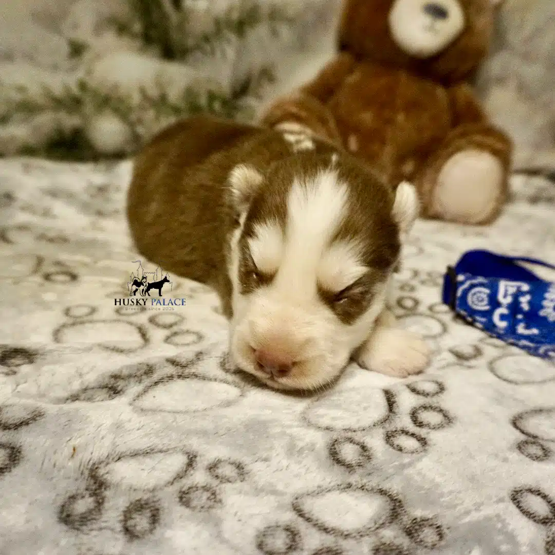 Siberian Husky Puppies In NC