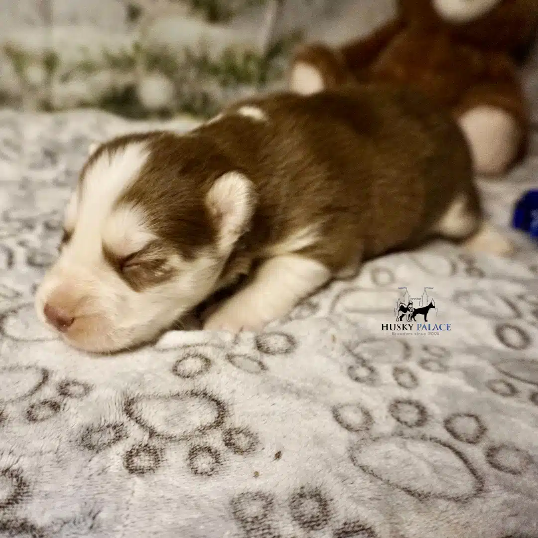 Siberian Husky Puppies In NC