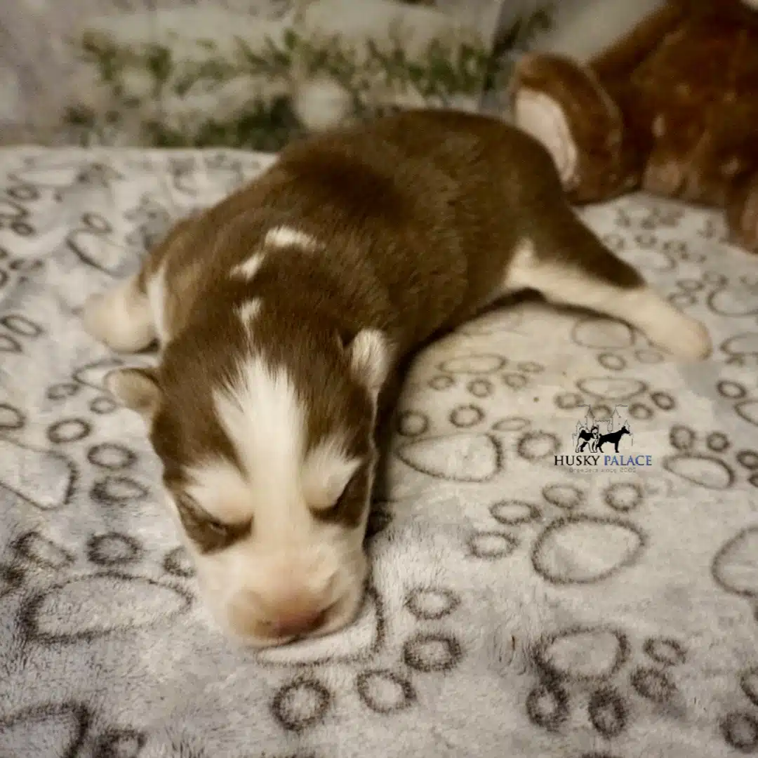 Siberian Husky Puppies In NC