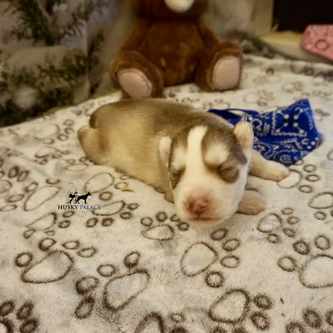 Siberian Husky Puppies In NC