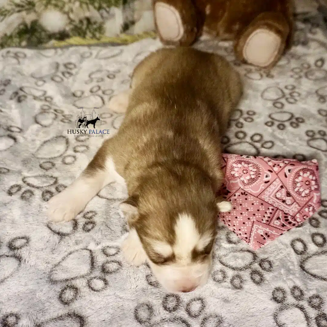 Siberian Husky Puppies In NC