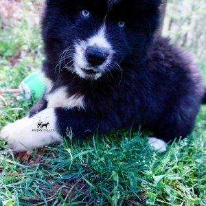 Solid Black Husk