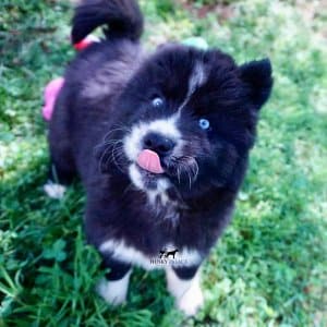 Solid Black Husk