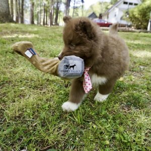 Solid Brown Husky