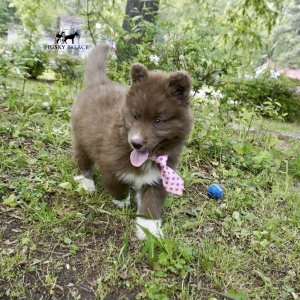 Solid Brown Husky