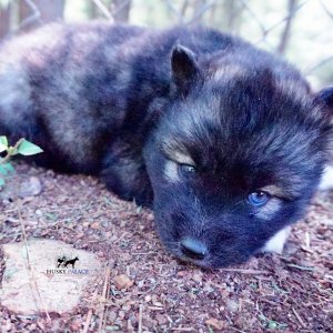 Agouti Husky Breeder