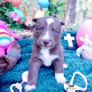 Champion Bloodlines Huskies