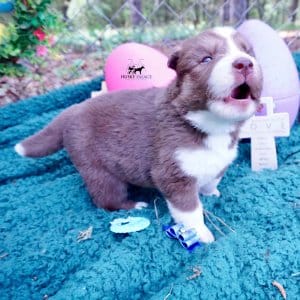 Champion Siberian Huskies