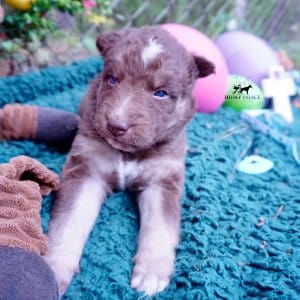 Champion Siberian Husky