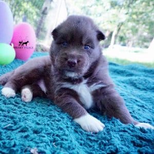 Copper Siberian Husky