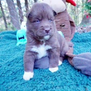Copper Siberian Husky
