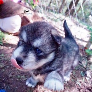 Agouti Husky