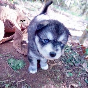 Agouti Husky
