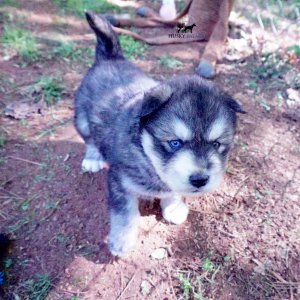 Agouti Husky