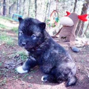 Agouti Husky Breeder