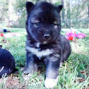 Agouti Husky Breeder