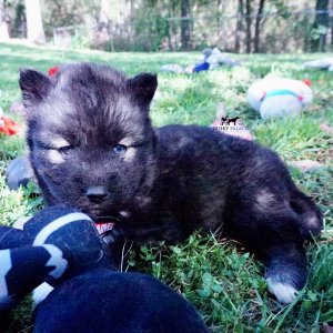 Agouti Husky Breeder