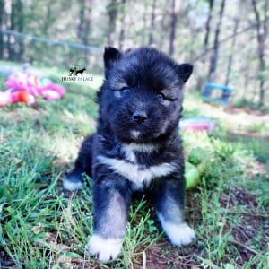 Agouti Husky Breeder